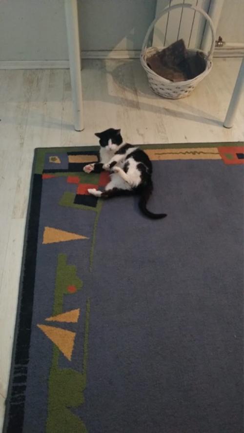 Из жизни домика для гномика. 01