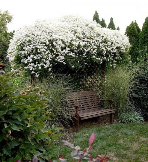 Вертикальное озеленение.  Вертикальное озеленение - очень популярная техника в ландшафтном дизайне. 01