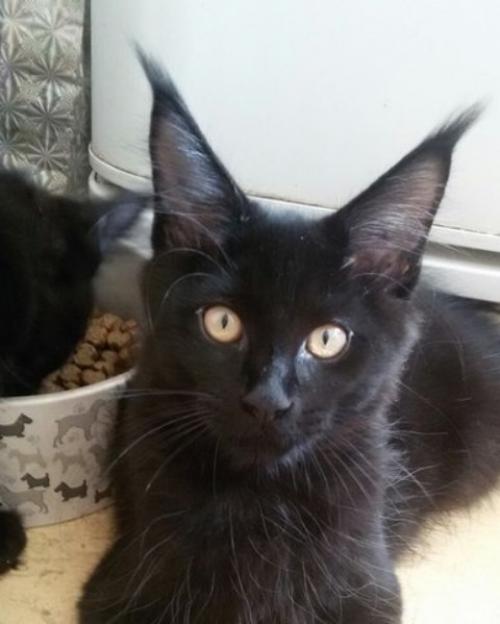 20 причин, почему не надо заводить мейн - куна. 01