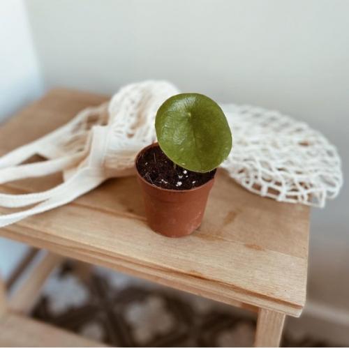 Во второй части к посту о квартире в Стамбуле, отдельно показываю комнатные растения в доме хозяйки. 05