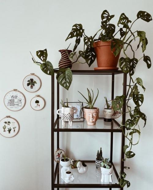 Во второй части к посту о квартире в Стамбуле, отдельно показываю комнатные растения в доме хозяйки. 03