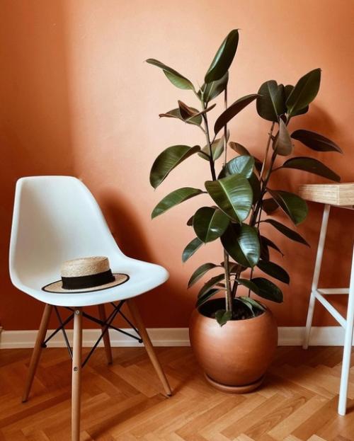 Во второй части к посту о квартире в Стамбуле, отдельно показываю комнатные растения в доме хозяйки. 04