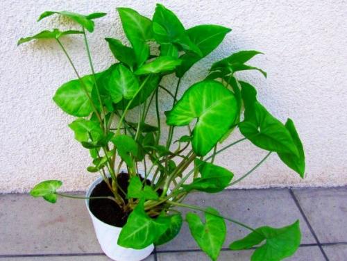 Как ухаживать за сингониумом в домашних условиях. 01