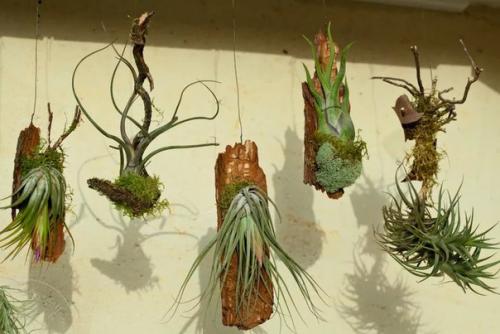 В первой половине августа наш магазин новыми интересными растениями пополнится? 01