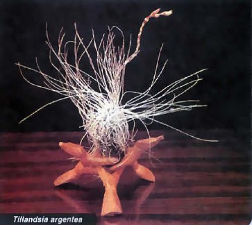 В первой половине августа наш магазин новыми интересными растениями пополнится? 05