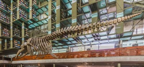 Библиотека васконселос в мехико, Мексика. 01