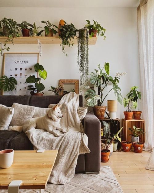 Как украсить свой дом растениями. 05