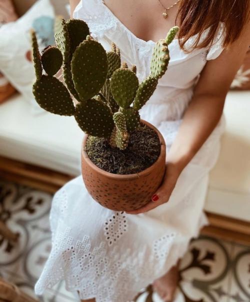 Во второй части к посту о квартире в Стамбуле, отдельно показываю комнатные растения в доме хозяйки. 09