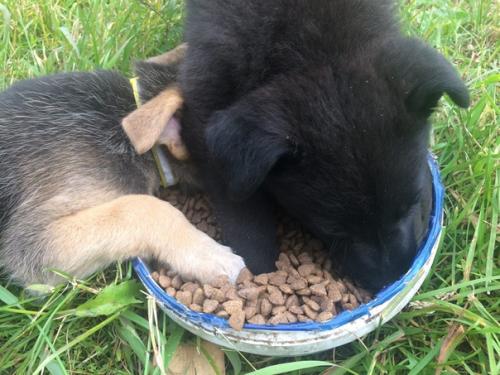 Событие дня.   Вот такая умилительная сценка осталась в прошлом, потому что Люся уехала домой, а без неё все то же самое уже не так весело. 02