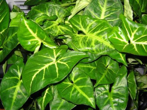 Как ухаживать за сингониумом в домашних условиях. 04