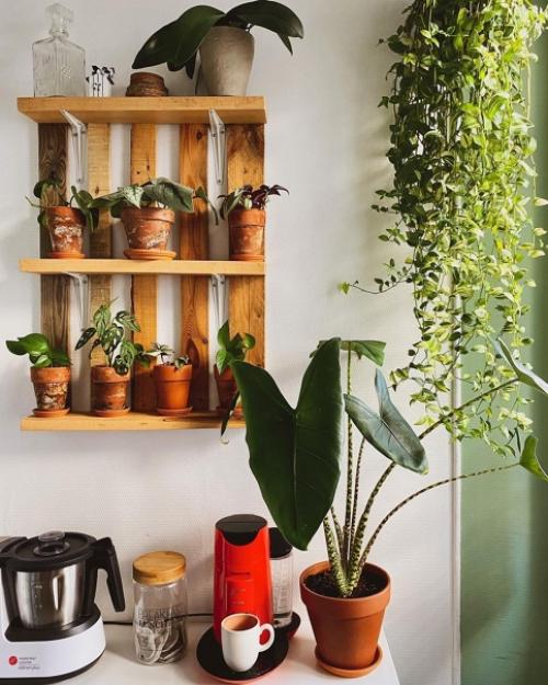 Как украсить свой дом растениями. 03