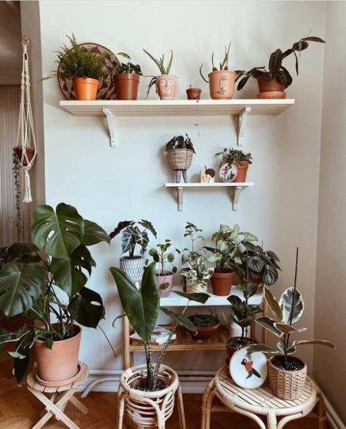 Во второй части к посту о квартире в Стамбуле, отдельно показываю комнатные растения в доме хозяйки.