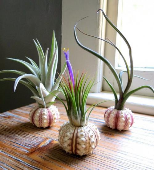 В первой половине августа наш магазин новыми интересными растениями пополнится? 07