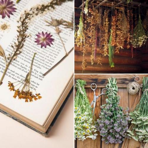 Полевые цветы.  Полевые. 01