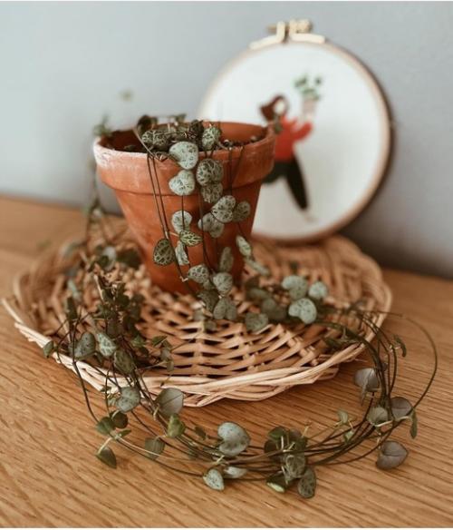 Во второй части к посту о квартире в Стамбуле, отдельно показываю комнатные растения в доме хозяйки. 07