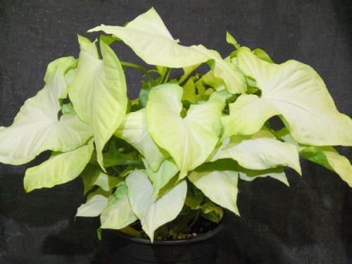 Как ухаживать за сингониумом в домашних условиях. 03