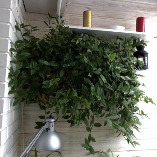 Давайте поговорим о незаслуженно забытой красавице трандесканции. 01