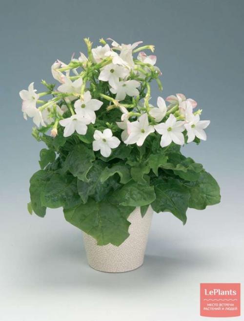 Табак. Латинское название: Nicotiana. 01