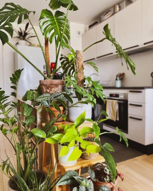 Как украсить свой дом растениями. 07