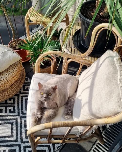 Современные городские джунгли: немецкая квартира с большим количеством растений. 08