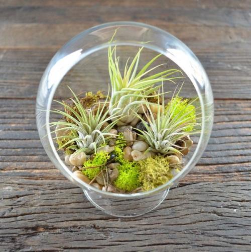 В первой половине августа наш магазин новыми интересными растениями пополнится? 06