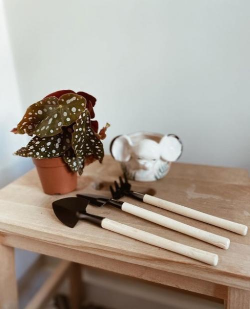 Во второй части к посту о квартире в Стамбуле, отдельно показываю комнатные растения в доме хозяйки. 08