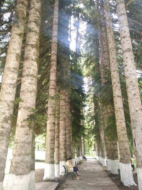 Рояль на даче Сталина. 03