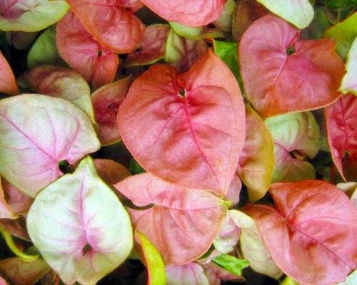 Как ухаживать за сингониумом в домашних условиях. 02