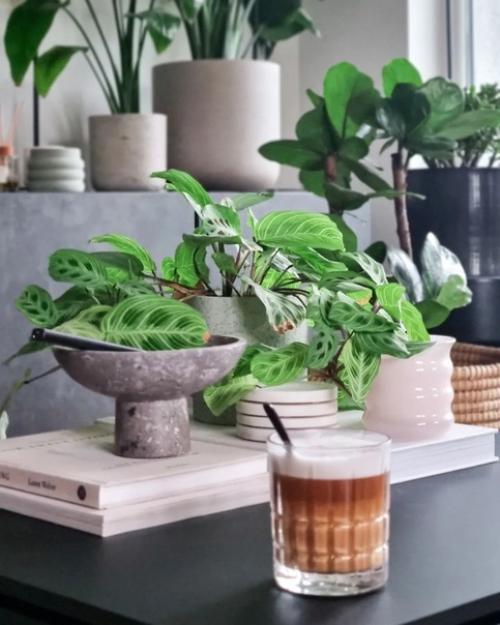 Современные городские джунгли: немецкая квартира с большим количеством растений. 06