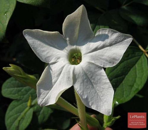 Табак. Латинское название: Nicotiana. 02