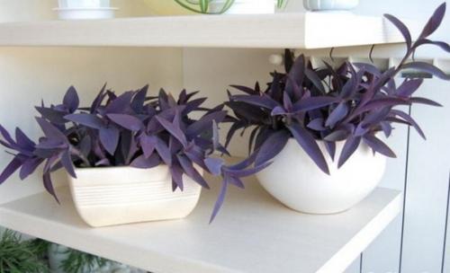 Давайте поговорим о незаслуженно забытой красавице трандесканции. 02