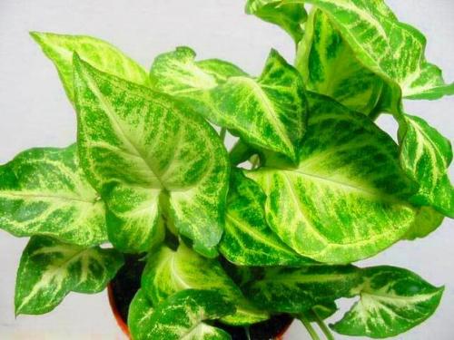 Как ухаживать за сингониумом в домашних условиях.