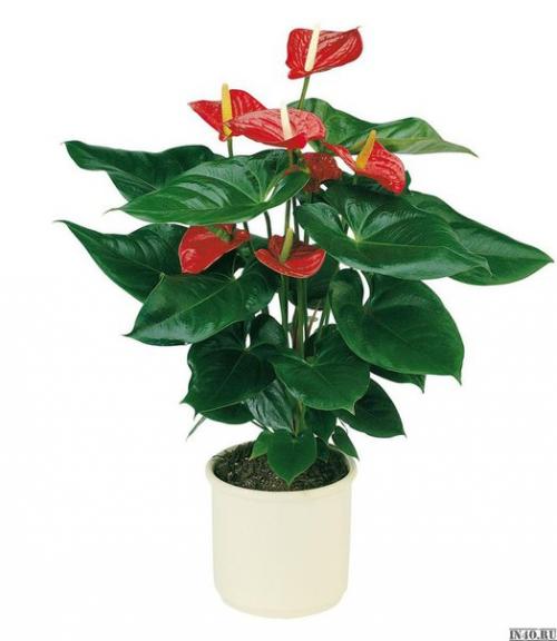 Антуриум.  Уход в домашних условиях. 04