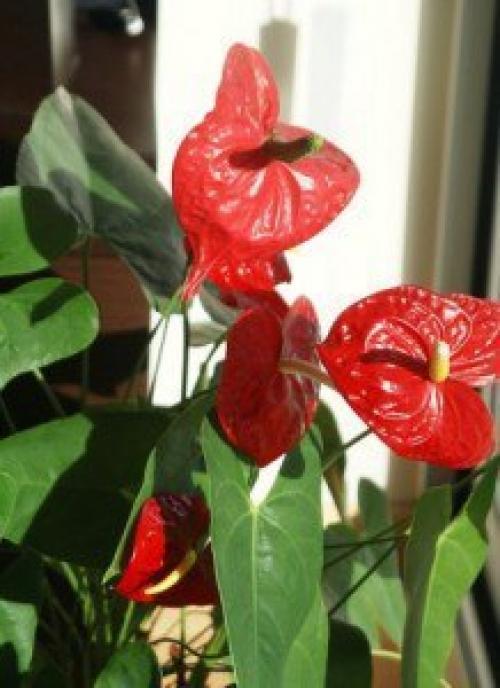 Антуриум.  Уход в домашних условиях. 01