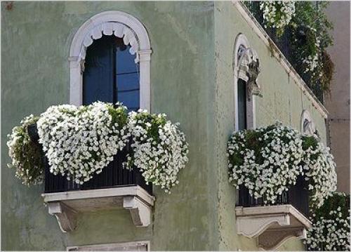 Озеленение балкона, лоджии, террасы. 08