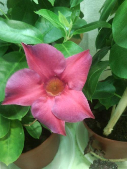 Как правильно ухаживать и размножать мандевиллу в домашних условиях. 04