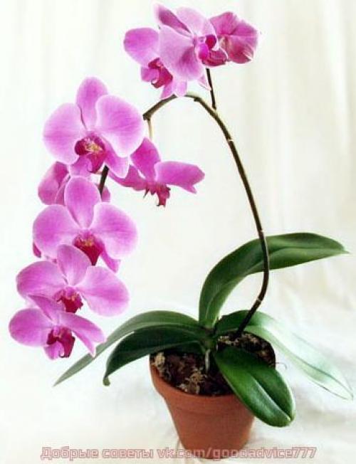 Как ухаживать за орхидеей. 04 Как ухаживать за орхидеей. 04