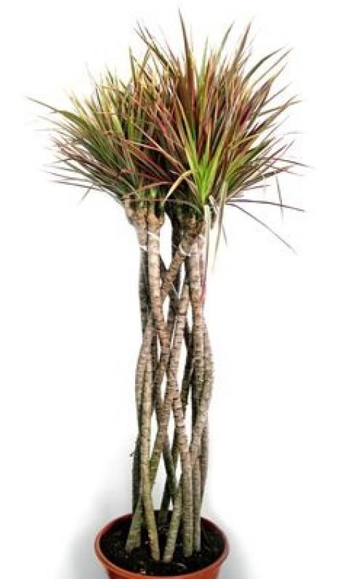 Драцена. Легче всего создать подходящие температурные условия для вечнозелёного растения. 01