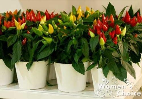 Перец декоративный и советы по выращиванию. 03