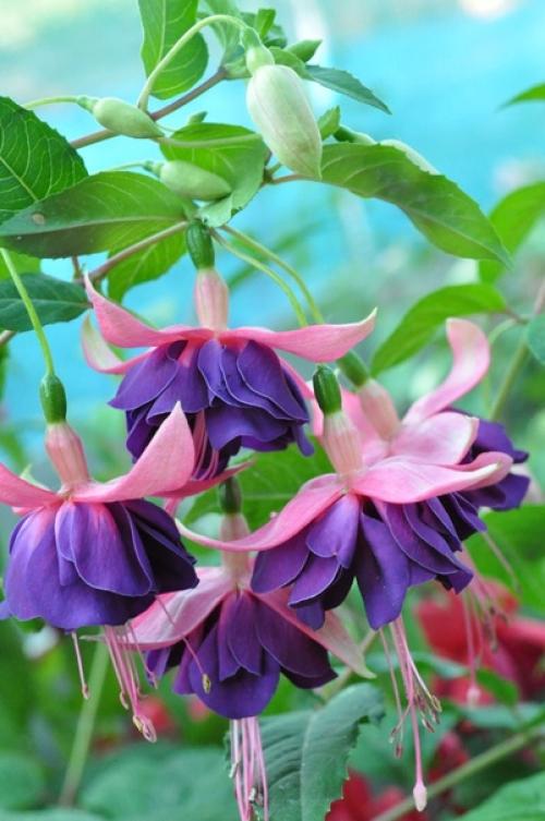 Фуксия. Колоритные эффектные цветки фуксии походят на сказочных маленьких танцовщиц, с их пышными юбками разнообразных оттенков. 04 Фуксия. Колоритные эффектные цветки фуксии походят на сказочных маленьких танцовщиц, с их пышными юбками разнообразных оттенков. 04