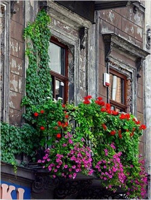 Озеленение балкона, лоджии, террасы. 07