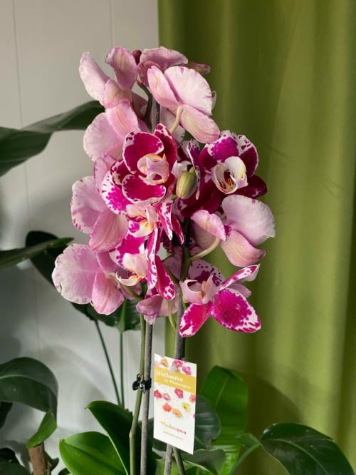 Хотите, чтобы в доме всегда был праздник? 01