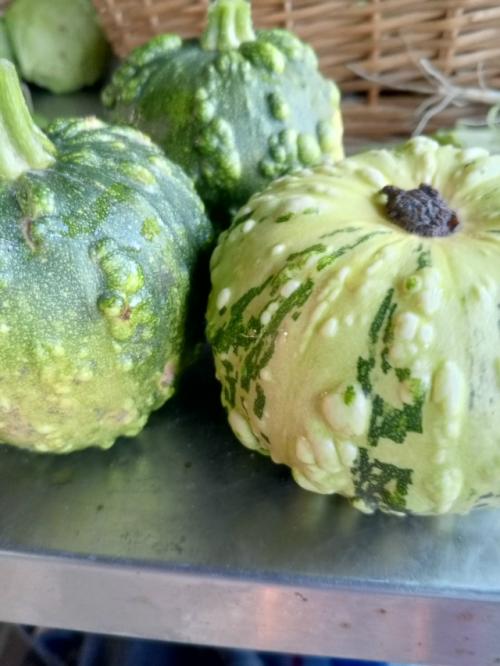 У меня выросли декоративные тыквочки! 06