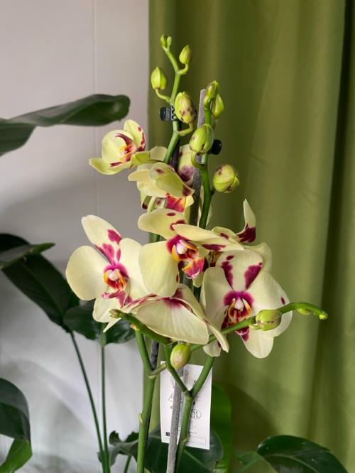 Хотите, чтобы в доме всегда был праздник? 03