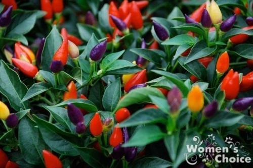 Перец декоративный и советы по выращиванию. 04