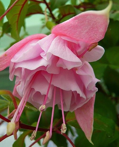 Фуксия. Колоритные эффектные цветки фуксии походят на сказочных маленьких танцовщиц, с их пышными юбками разнообразных оттенков. 02 Фуксия. Колоритные эффектные цветки фуксии походят на сказочных маленьких танцовщиц, с их пышными юбками разнообразных оттенков. 02