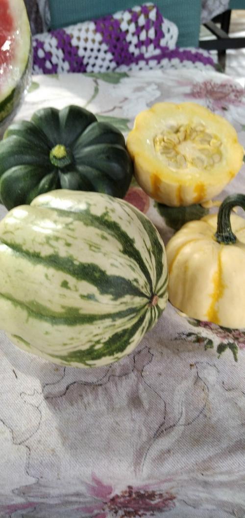 У меня выросли декоративные тыквочки! 04