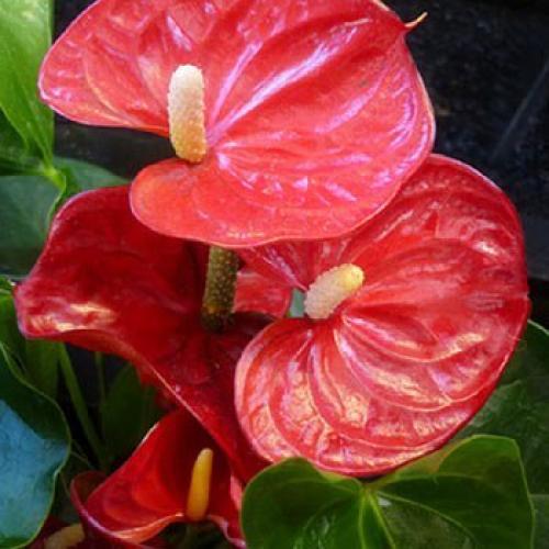 Антуриум.  Уход в домашних условиях. 02