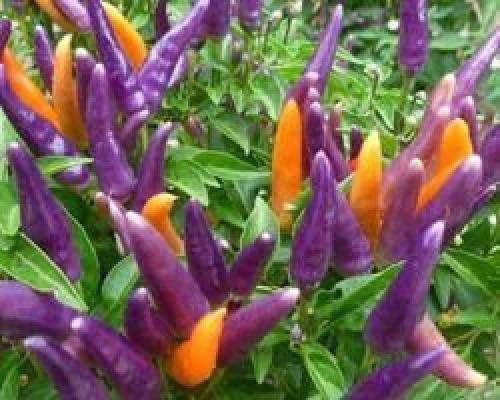 Перец декоративный и советы по выращиванию. 01