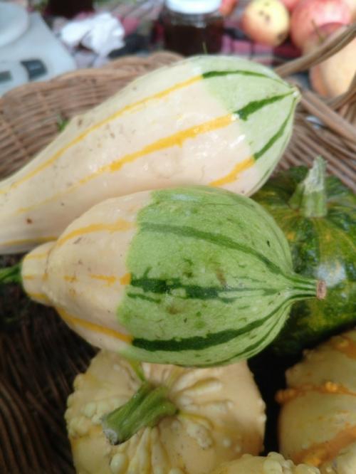 У меня выросли декоративные тыквочки! 03